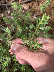 Pimelea leptospermoides