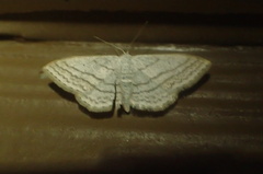 Scopula ancellata