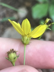 Coreopsis delphiniifolia