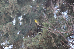 Serinus serinus