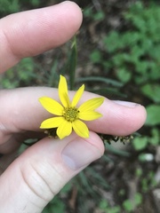 Coreopsis delphiniifolia