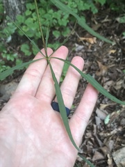 Coreopsis delphiniifolia