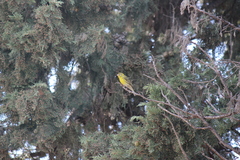 Serinus serinus