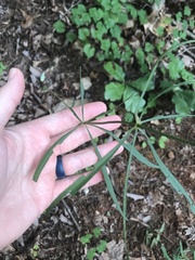Coreopsis delphiniifolia