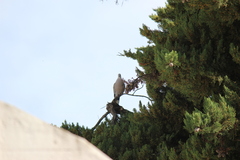 Streptopelia decaocto