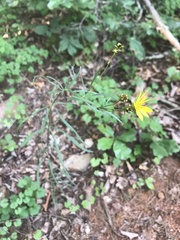 Coreopsis delphiniifolia