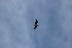 Larus michahellis