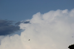 Larus