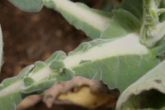 Brassica incana