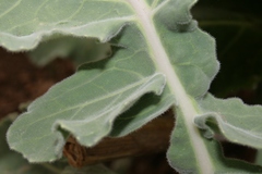 Brassica incana