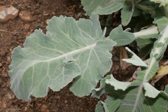 Brassica incana