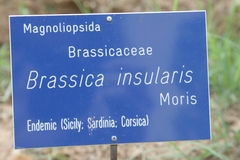 Brassica insularis