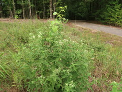 Eupatorium × truncatum