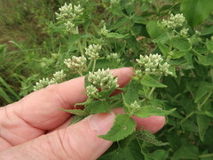 Eupatorium × truncatum