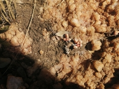 Frithia pulchra