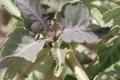 Brassica insularis