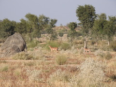 Boselaphus tragocamelus