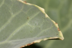 Brassica insularis