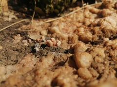 Frithia pulchra