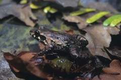 Leptodactylus petersii