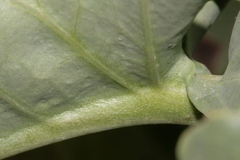 Brassica insularis