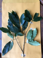 Glycosmis parviflora