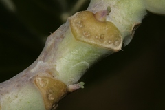 Brassica insularis