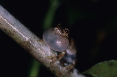 Dendropsophus melanargyreus