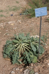 Brassica rupestris