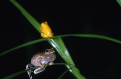 Dendropsophus melanargyreus