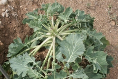 Brassica rupestris