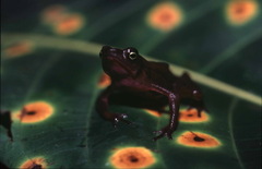 Atelopus flavescens