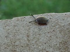Rochaina mexicana