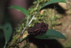 Atelopus flavescens