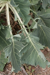 Brassica rupestris