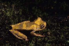 Boana diabolica