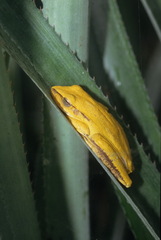 Boana multifasciata