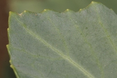 Brassica rupestris