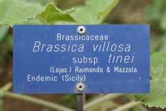 Brassica villosa tineoi