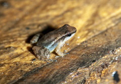 Anomaloglossus baeobatrachus