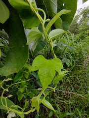 Ipomoea peteri