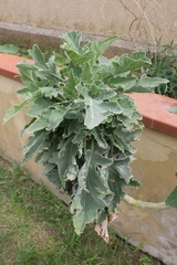 Brassica villosa tineoi