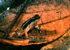 Anomaloglossus baeobatrachus
