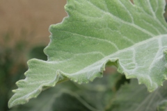 Brassica villosa tineoi