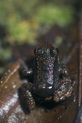 Anomaloglossus dewynteri
