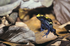 Dendrobates tinctorius