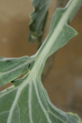 Brassica villosa tineoi