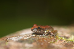 Pristimantis zeuctotylus