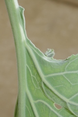 Brassica villosa tineoi