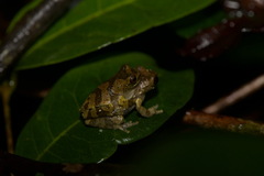 Dendropsophus counani